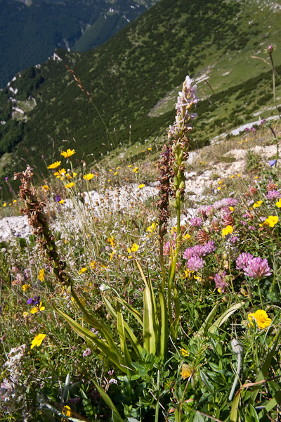 Orchidee di alta quota